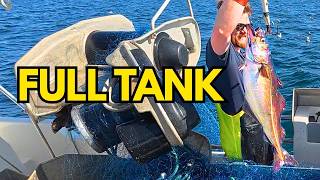 16 FULL Saithe Nets in the Fjord (BIG Fish) #13