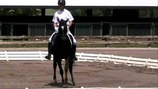 preview picture of video 'Rhapsody B- '01 Imported Hanoverian Mare Showing Third Level Test 1'