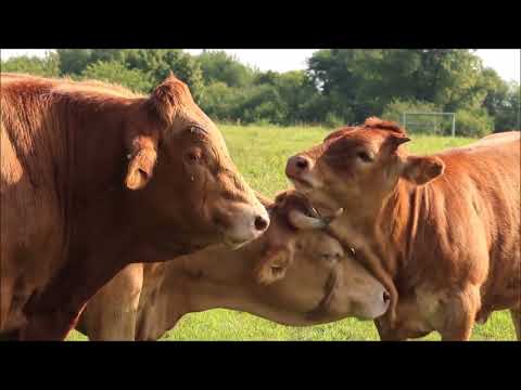 Animais da Fazenda - Os Preferidos das Crianças - Som dos Animais - Animais da Fazenda e Seus Sons
