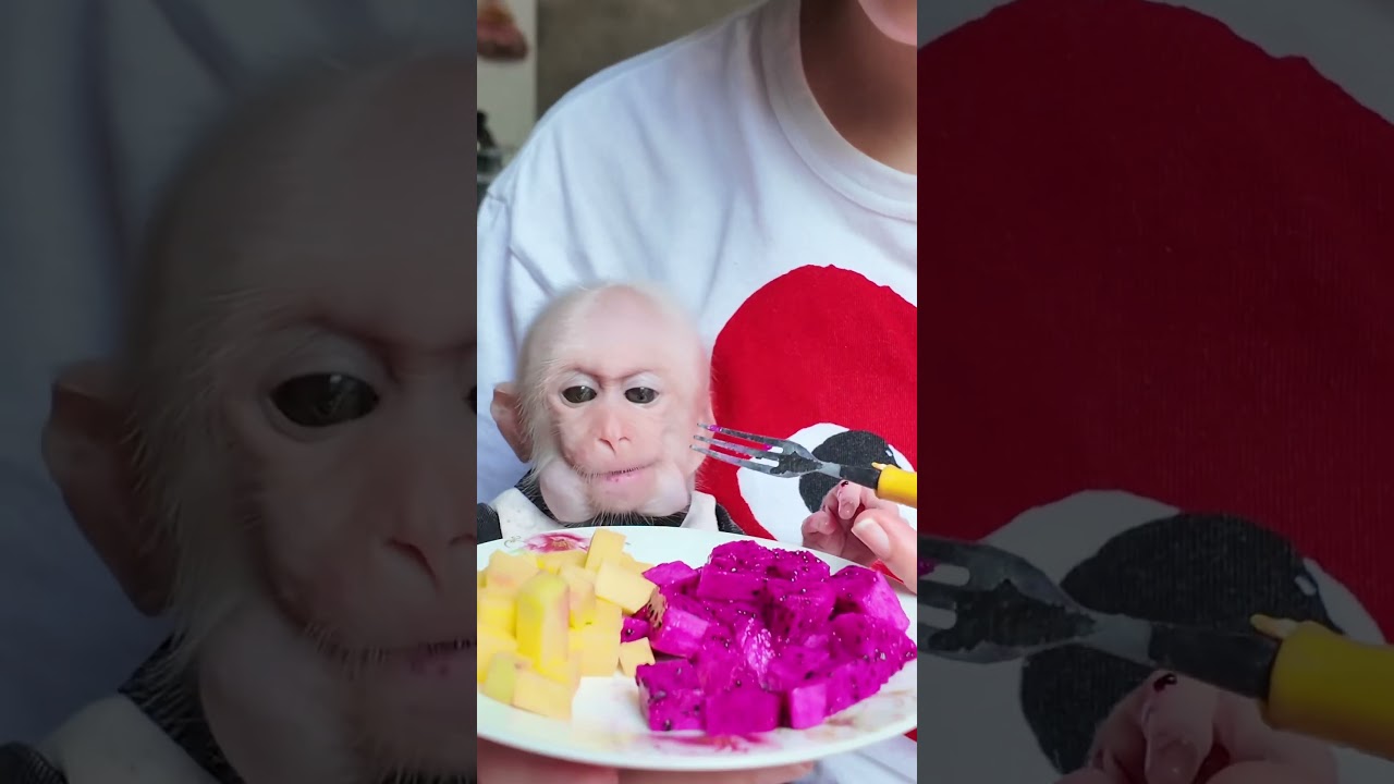 お猿さん可愛い😍🐒🙈#monkey #monkeys #monkeydluffy #monkeyvideo #monkeylove #cute #usa #動物 #猿