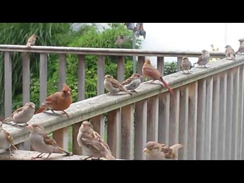 Two juvenile male Northern Cardinals.