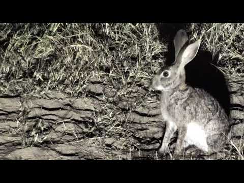 Djuma: Scrub Hare  - 06/08/18