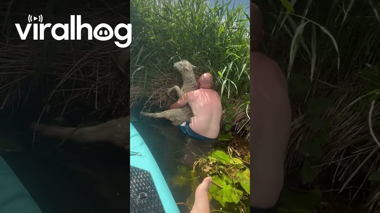 Man Saves a Sheep Stuck in a River || ViralHog