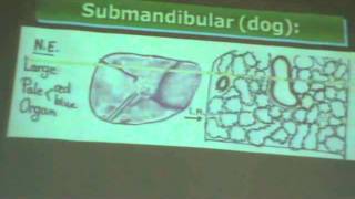 Dr Gihan - practical ( slides 4) part 1