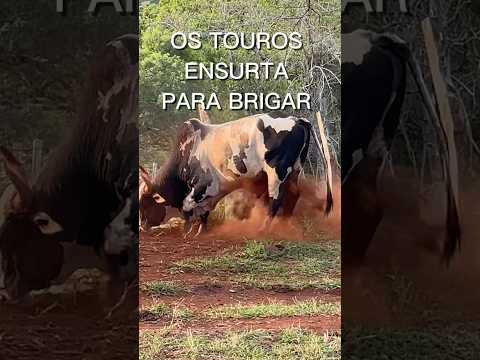 Quando dois touros se aproximam eles ficam insultando para brigar, lagoa Formosa MG