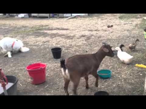 Asswhack Eating Delly's Dog Food