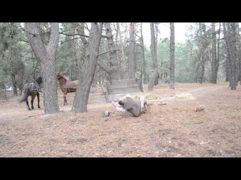 Stunt Team Ukrainian Cossacks by Oleg Iurchyshyn