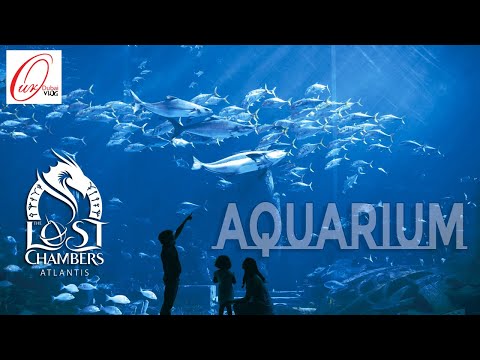 Dubai the Lost Chambers Aquarium at Atlantis | the Palm Dubai | Atlantis Aquarium #dubai