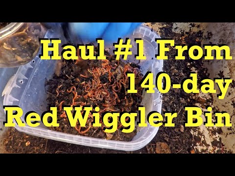 Haul #1 of worms from 140-day red wiggler bin - vermicomposting