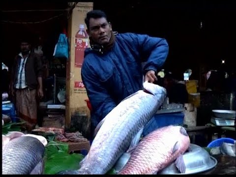 পৌষসংক্রান্তি উপলক্ষে মৌলভীবাজারে চলছে মাছের মেলা | ETV News