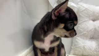 チワワ（スムース）の動画01