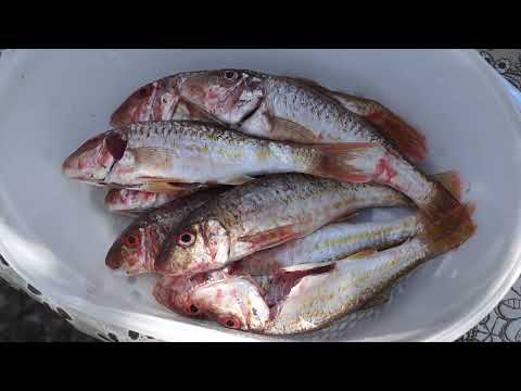 Frying striped red mullet