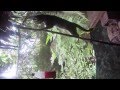 MASSIVE Tarantula vs Cat in Peru Amazon Jungle House.  (Realising the Amazon)