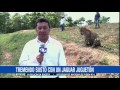 Tremendo Susto Un Jaguar Juguetón Puso En Aprietos A Este Corresponsal 28 De Diciembre De 2015