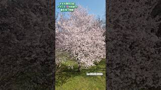 ~フランス🇨🇵の村より~すももの花が咲くまでの18日間 #フランス #france #フランス生活 #フランスの日常#春#開花#france #savoie #prunus #すももの花#花見