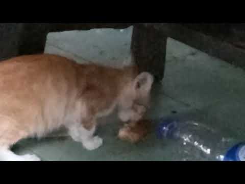 Kucing aku makannya tempe goreng .. Amazing