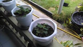 Download lagu Antara hujan dan air mata mp3 Download lagu Antara hujan dan air mata mp3