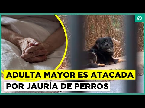 Está internada en estado grave: Adulta mayor fue atacada por jauría de perros en Valparaíso