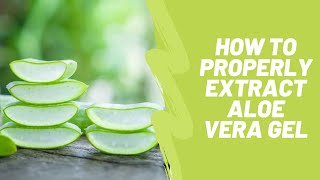 How to PROPERLY extract Aloe Vera Gel