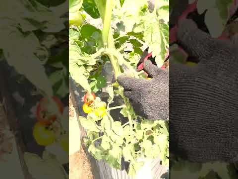 トマトの一般的な病気 予防方法 認識する 疫病を治療する