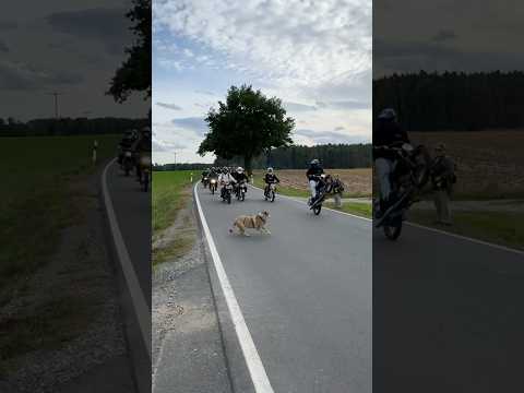 Simson Hund Ausfahrt #simson #bike # #bikelife #simsontuning #cc #custom  #simsons51