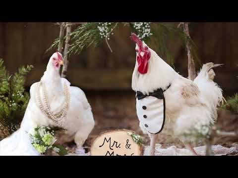 1k Loaded Kye x Gutta Ray - Ch1cken Girl (wondering maybe)