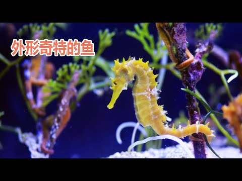 海馬