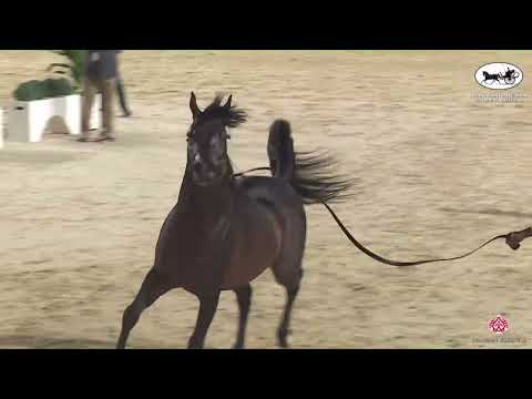 N 372 ZAHER AL MUAWD   The Arabian Horse Show for local Breeders 2022   Stallions 7+ Years Old Class