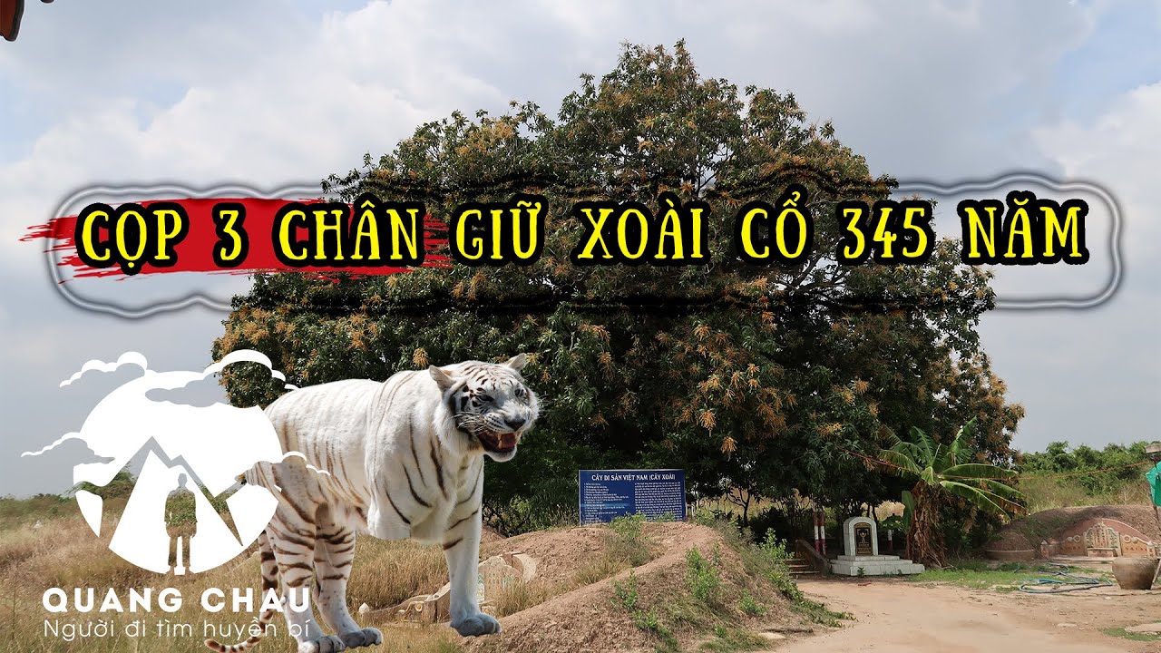 Ly kỳ Cọp 3 chân giữ cây Xoài 345 năm hơn 5 người ôm mọc lên giữa nghĩa địa | Lăng Mộ Bạc Liêu P2