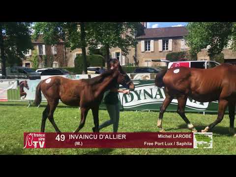 Sprinter Sacré Show 2018 : Lot 49 - INVAINCU D'ALLIER