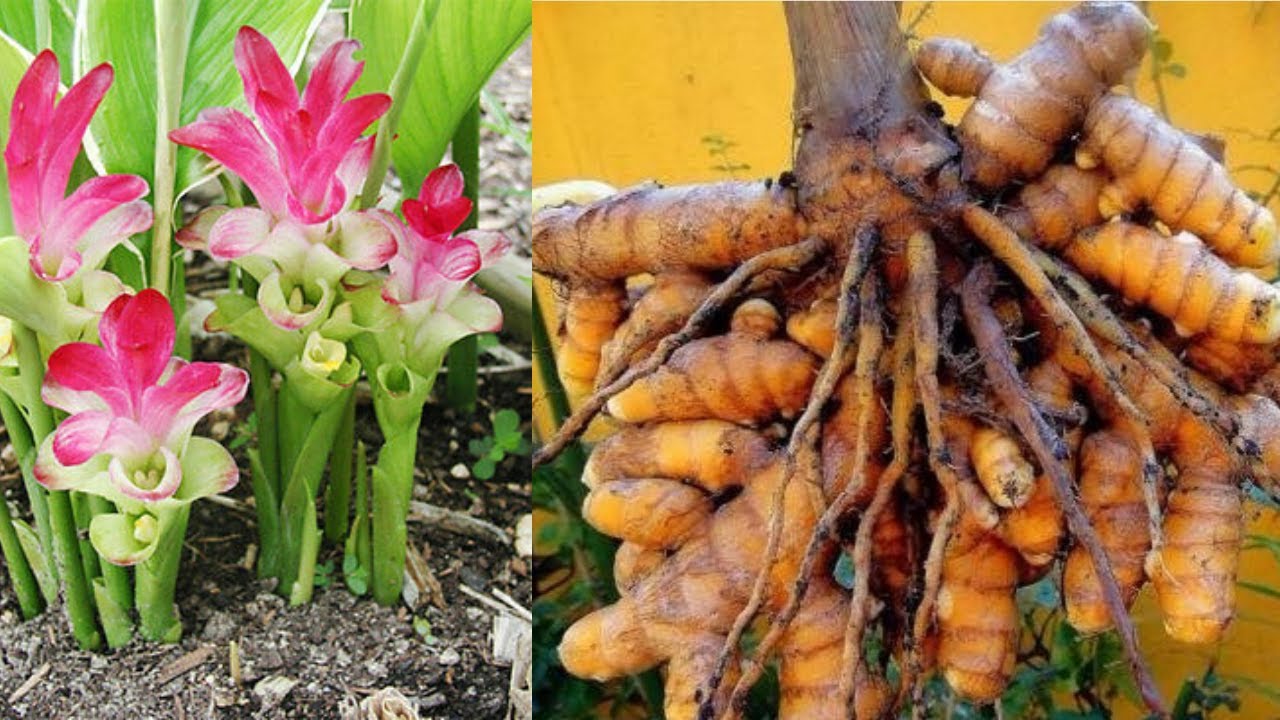 COMO PLANTAR E CUIDAR  DO AÇAFRÃO DA TERRA OU CURCUMA