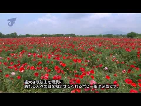 小貝川ふれあい公園　花畑
