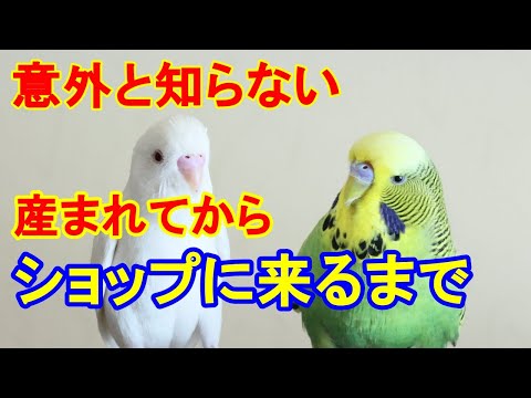 プラティセルクス・エクシミウス