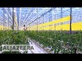 Dutch Scientists Close To Breakthrough Method Of Growing Crops In Deserts