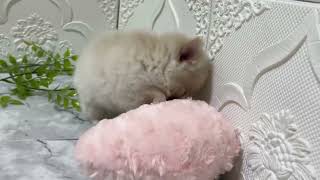 ハーフ犬の動画01