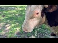 Let’s talk about Rufus and the cows 