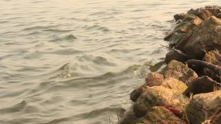 preview picture of video 'Godavari River Landscape - Water Hitting Rocks'