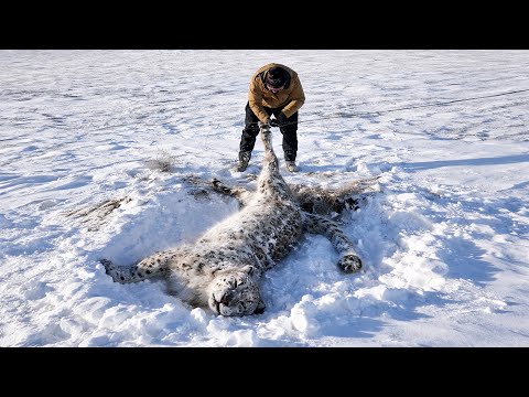 The man saw the snow leopard frozen solid, and when he got closer, something shocking happened.