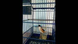 Download lagu Cendet Tembakan Lovebird Fighter Paruh Sobekk | Powernya Tembusss!! mp3