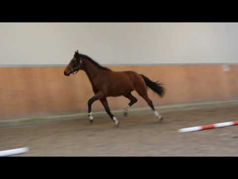 Hengst von Funtime x Damon Hill Jahrgang 2015