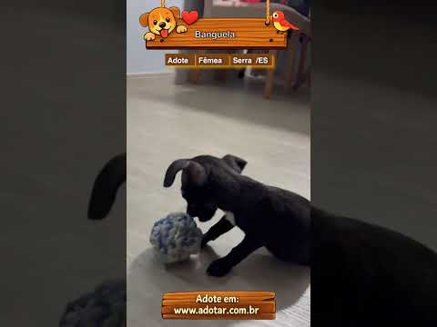Vídeo de Banguela