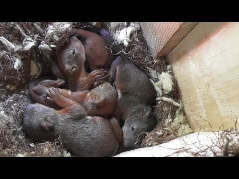 Historien om Ekorren som bytte bostad