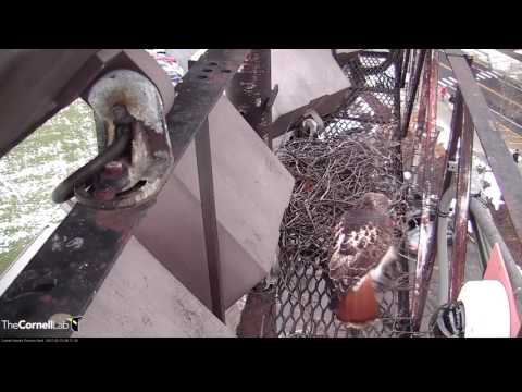 Ezra and Big Red Both Visit Fernow Nest to Make Arrangements – Feb. 16, 2017