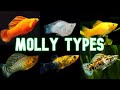Molly Types Colors Over 30