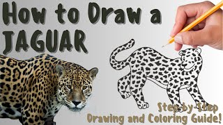 How To Draw A Jaguar - Fun & Easy Step-by-Step Drawing and Coloring Guide