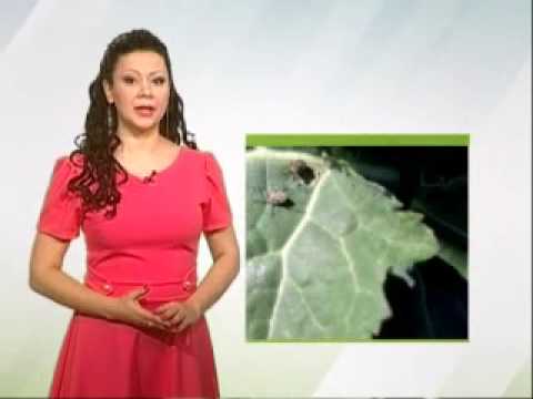 Zelena prognoza 12.3.2015. - Stanje u usevima uljane repice