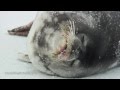 Eerie Vocals of Weddell Seal Pup & Adult