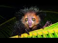 AYE-AYE - Madagascar's Strangest and Most Mysterious Creature