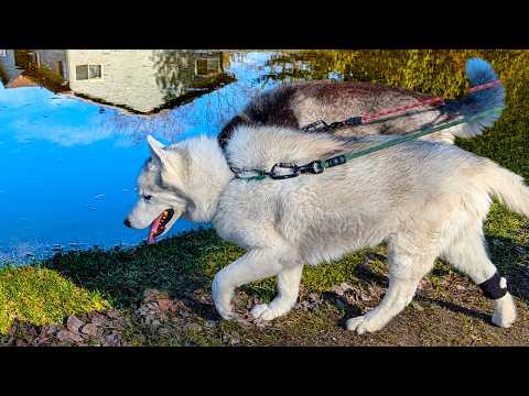 Walking Dogs Through a Flood Zone: Essential Tips and Precautions