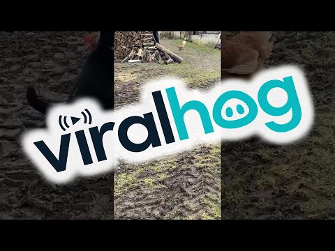 Chickens Team up to Stop Cat || ViralHog